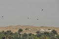 10 02 13_Egypt_0367